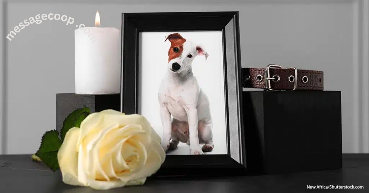 pet-sympathy-cards-and-messages-to-show-you-care